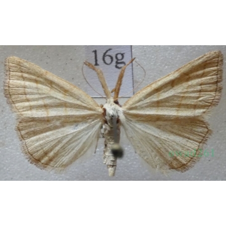 Polypogon tentacularia (Linnaeus, 1758) Szczękalica kleszczanka Czech16g